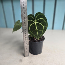 Load image into Gallery viewer, #H341 Anthurium Clarinervium