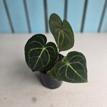 Load image into Gallery viewer, #H341 Anthurium Clarinervium
