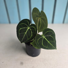 Load image into Gallery viewer, #H341 Anthurium Clarinervium