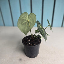 Load image into Gallery viewer, #H341 Anthurium Clarinervium