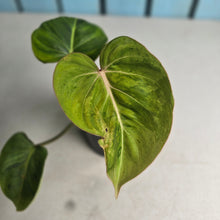 Load image into Gallery viewer, #W25 Variegated Philodendron Gloriosum