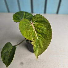 Load image into Gallery viewer, #W25 Variegated Philodendron Gloriosum
