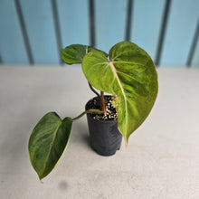 Load image into Gallery viewer, #W25 Variegated Philodendron Gloriosum
