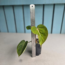 Load image into Gallery viewer, #W25 Variegated Philodendron Gloriosum