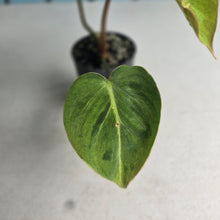 Load image into Gallery viewer, #W25 Variegated Philodendron Gloriosum