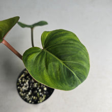Load image into Gallery viewer, #W25 Variegated Philodendron Gloriosum