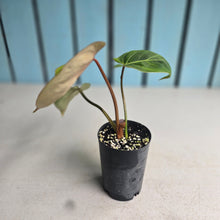 Load image into Gallery viewer, #W25 Variegated Philodendron Gloriosum
