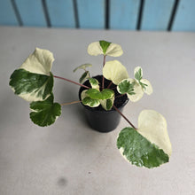 Load image into Gallery viewer, #W42 Farfugium Japonicum 'Argenteum'