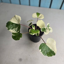 Load image into Gallery viewer, #W42 Farfugium Japonicum 'Argenteum'