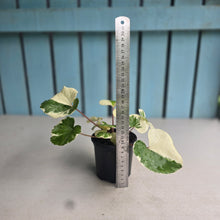 Load image into Gallery viewer, #W42 Farfugium Japonicum 'Argenteum'
