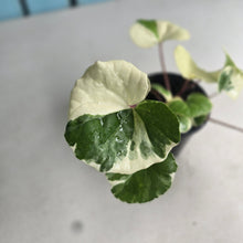 Load image into Gallery viewer, #W42 Farfugium Japonicum 'Argenteum'