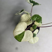 Load image into Gallery viewer, #W42 Farfugium Japonicum 'Argenteum'