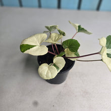 Load image into Gallery viewer, #W42 Farfugium Japonicum 'Argenteum'