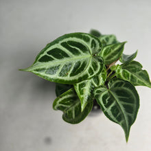 Load image into Gallery viewer, #B80 Multi-headed, Thick Veined Anthurium Crystallinum x