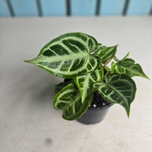 Load image into Gallery viewer, #B80 Multi-headed, Thick Veined Anthurium Crystallinum x