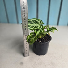 Load image into Gallery viewer, #B80 Multi-headed, Thick Veined Anthurium Crystallinum x