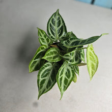 Load image into Gallery viewer, #B80 Multi-headed, Thick Veined Anthurium Crystallinum x