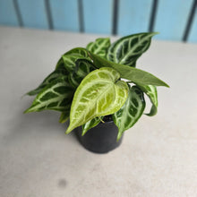 Load image into Gallery viewer, #B80 Multi-headed, Thick Veined Anthurium Crystallinum x