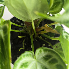 Load image into Gallery viewer, #B80 Multi-headed, Thick Veined Anthurium Crystallinum x