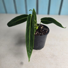 Load image into Gallery viewer, #M9 Anthurium Warocqueanum