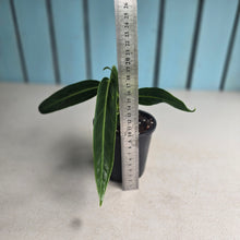 Load image into Gallery viewer, #M9 Anthurium Warocqueanum