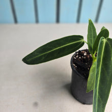 Load image into Gallery viewer, #M9 Anthurium Warocqueanum