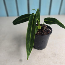 Load image into Gallery viewer, #M9 Anthurium Warocqueanum