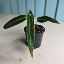 Load image into Gallery viewer, #M9 Anthurium Warocqueanum