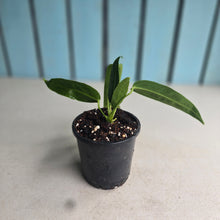 Load image into Gallery viewer, #M9 Anthurium Warocqueanum