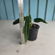 Load image into Gallery viewer, #M9 Anthurium Warocqueanum