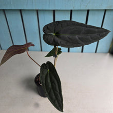 Load image into Gallery viewer, #FR2 Anthurium 'Michelin Man' x (Papillilaminum x Luxurians)