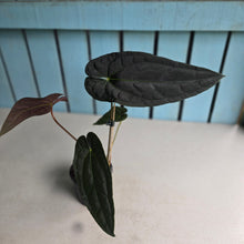 Load image into Gallery viewer, #FR2 Anthurium 'Michelin Man' x (Papillilaminum x Luxurians)