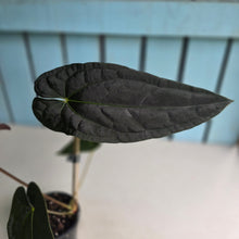 Load image into Gallery viewer, #FR2 Anthurium 'Michelin Man' x (Papillilaminum x Luxurians)