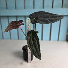 Load image into Gallery viewer, #FR2 Anthurium 'Michelin Man' x (Papillilaminum x Luxurians)