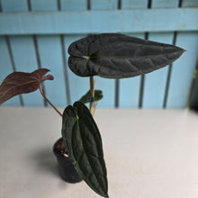 Load image into Gallery viewer, #FR2 Anthurium 'Michelin Man' x (Papillilaminum x Luxurians)