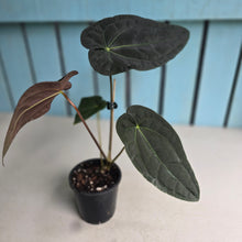 Load image into Gallery viewer, #FR2 Anthurium 'Michelin Man' x (Papillilaminum x Luxurians)