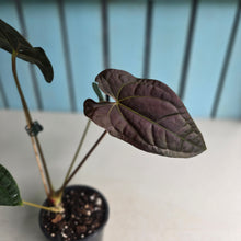Load image into Gallery viewer, #FR2 Anthurium 'Michelin Man' x (Papillilaminum x Luxurians)