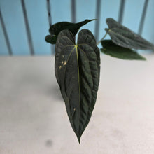 Load image into Gallery viewer, #FR11 Anthurium 'Michelin Man' x (Papillilaminum x Luxurians)