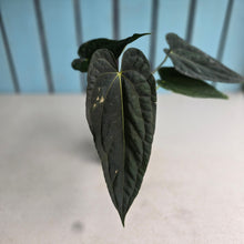 Load image into Gallery viewer, #FR11 Anthurium 'Michelin Man' x (Papillilaminum x Luxurians)