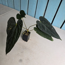 Load image into Gallery viewer, #FR11 Anthurium 'Michelin Man' x (Papillilaminum x Luxurians)