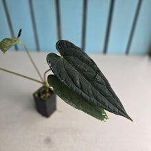 Load image into Gallery viewer, #FR11 Anthurium 'Michelin Man' x (Papillilaminum x Luxurians)
