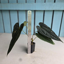 Load image into Gallery viewer, #FR11 Anthurium 'Michelin Man' x (Papillilaminum x Luxurians)
