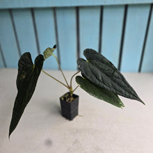 Load image into Gallery viewer, #FR11 Anthurium 'Michelin Man' x (Papillilaminum x Luxurians)