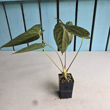 Load image into Gallery viewer, #FR11 Anthurium 'Michelin Man' x (Papillilaminum x Luxurians)