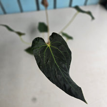 Load image into Gallery viewer, #FR6 Anthurium Baphomet x (Black Cherry x Papillilaminum)
