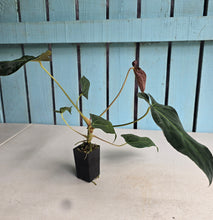 Load image into Gallery viewer, #FR6 Anthurium Baphomet x (Black Cherry x Papillilaminum)