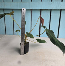 Load image into Gallery viewer, #FR6 Anthurium Baphomet x (Black Cherry x Papillilaminum)