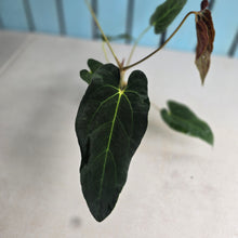 Load image into Gallery viewer, #FR6 Anthurium Baphomet x (Black Cherry x Papillilaminum)