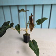 Load image into Gallery viewer, #FR6 Anthurium Baphomet x (Black Cherry x Papillilaminum)