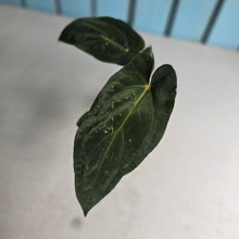 Load image into Gallery viewer, #FR9 Anthurium Baphomet x (Black Cherry x Papillilaminum)